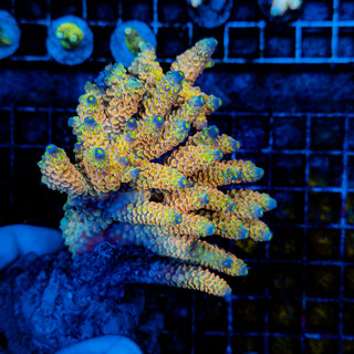 Ultimate Disney Passion