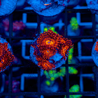 DARTH MAUL ZOA ~ 6P 110