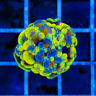 SPLATSANITY HAMMER 1005