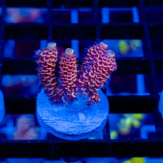 DUSK RUNNER MILLE 334