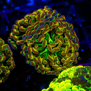 Hologram Hammer - 2 Heads H301