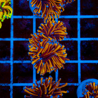 24k Torch 517 (2 Heads)