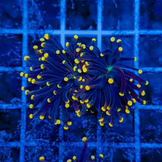 JOKER TORCH (2 HEADS) 510