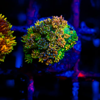 HyperBerry Goni G312