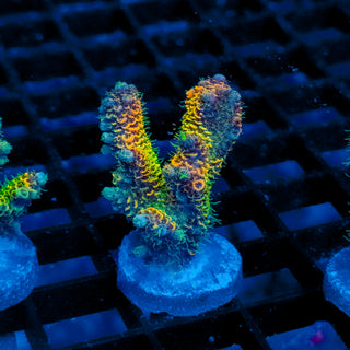 Helios Forge Mille 922