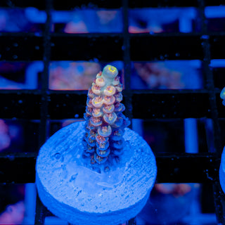 MANDARIN PASSION 747