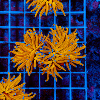 24k Gold Torch 905 (2 Heads)