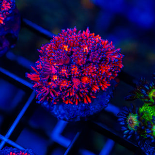 Cherry Blossom Goni G228