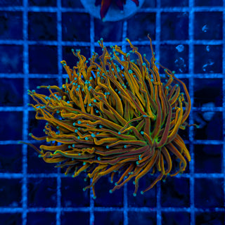 TEAL TIP TAMER // MASTER (2 HEADS) TORCH 310