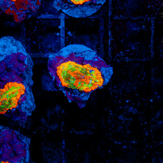 Meltdown Rhodactis 203