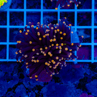 Malaysian Orange Tip Joker Torch 910 (XL)