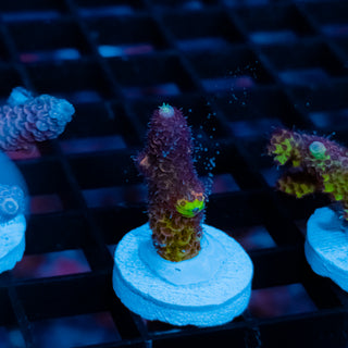 Violet Surge Mille 1064