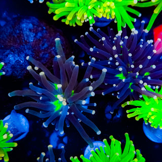 Malaysian Joker Torch