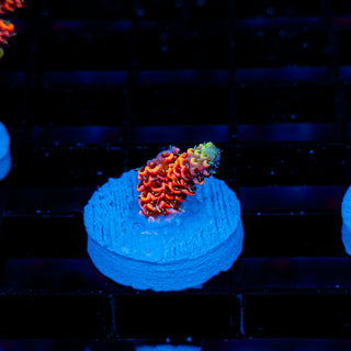 Molten Core Mille 1130