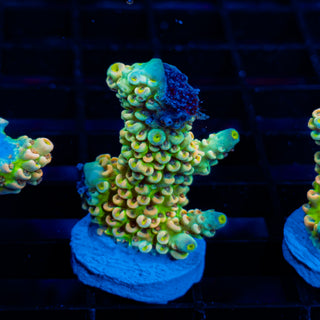 Glowing Passion 1120