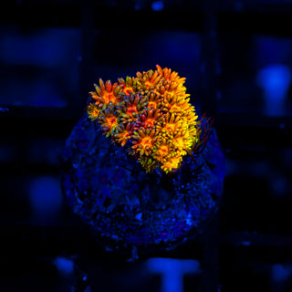 Goni Of The Gods G358