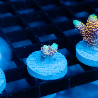 Ember Crown Mille 1027