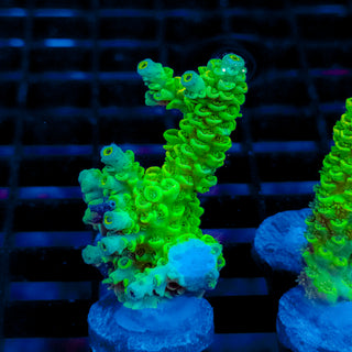 Biohazard Sunburst 726