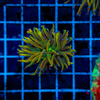 2GC DRAGON TAMER TORCH 911