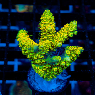 KRYPTONITE MILLE 472