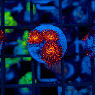 DARTH MAUL ZOA ~ 5P 111