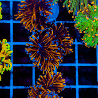 24k Torch 516 (2 Heads)