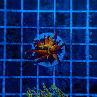 ULTRA BRANCHING TIGER TORCH 311