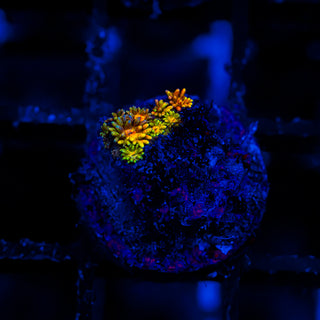 Goni Of The Gods G359