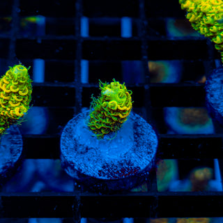 KRYPTONITE MILLE 469