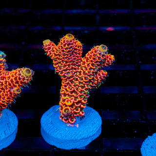 Molten Core Mille 1133