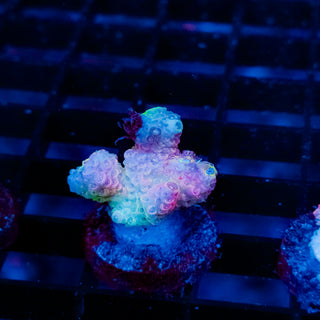 Plasma Blossom Mille 996