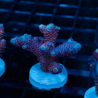 Violet Surge Mille 1063