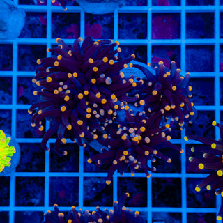 Malaysian Orange Tip Joker Torch 912 (3 Heads)