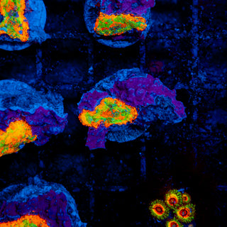 Meltdown Rhodactis 205