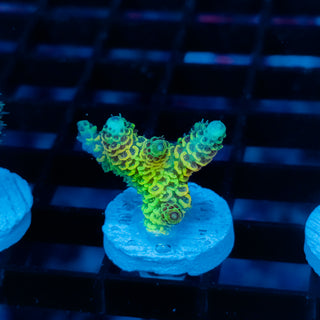 Solar Venom Mille 1097