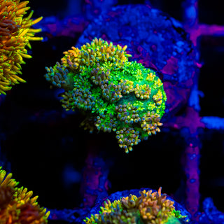 HyperBerry Goni G313