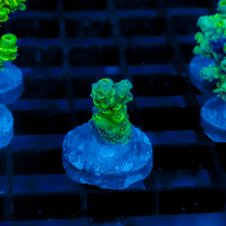 Biohazard Sunburst 725