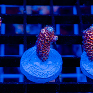 DUSK RUNNER MILLE 335