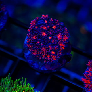 Cherry Blossom Goni G229