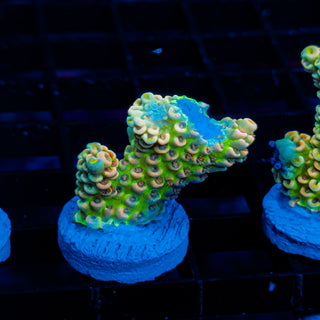 Glowing Passion 1119