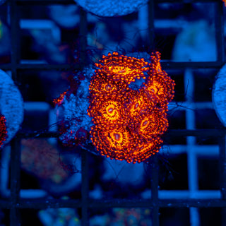 DARTH MAUL ZOA ~ 10P 108