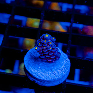 VERY CHERRY BOMB 112