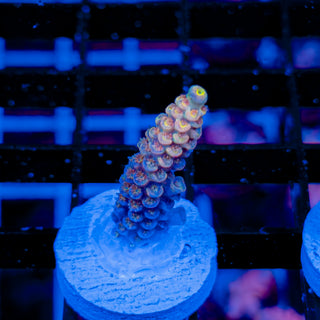 MANDARIN PASSION 749