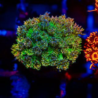 HyperBerry Goni G311