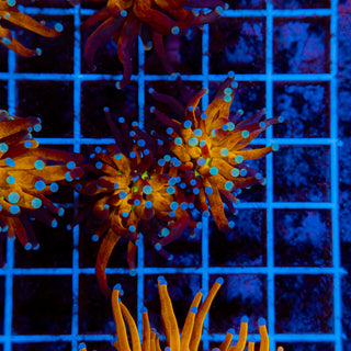 Tiger Torch 708 (2 Heads)