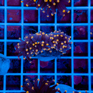 Malaysian Orange Tip Joker Torch 911 (XL)