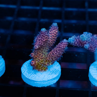 Violet Surge Mille 1062