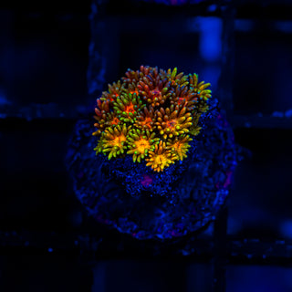 Goni Of The Gods G356