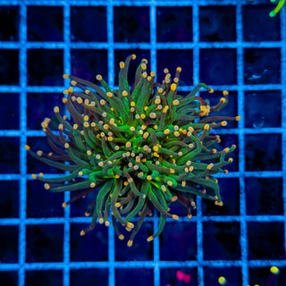 ORANGE TIP TORCH (2 HEADS) 914