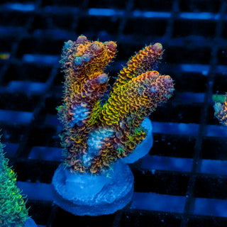 Helios Forge Mille 924